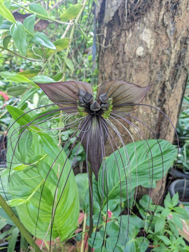 Black Bat Flower Rhizome Division: Tacca Chantrieri, Devil Flower