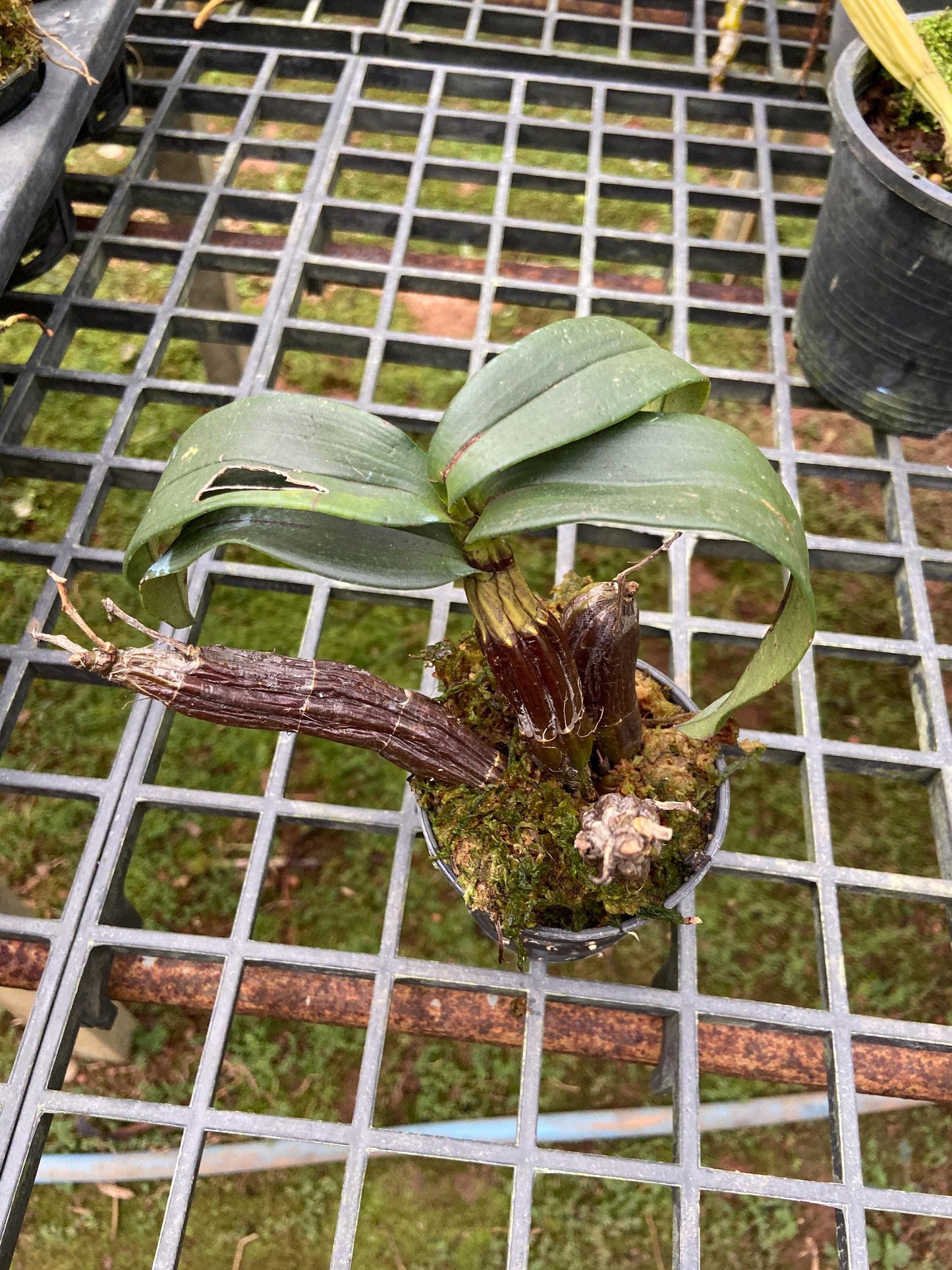 Dendrobium trigonopus 1 Plant orchid , Dendrobium