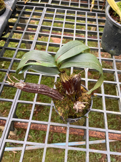 Dendrobium trigonopus 1 Plant orchid , Dendrobium
