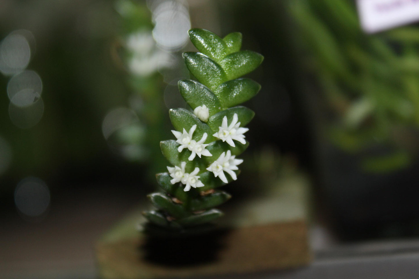 Microsaccus griffithii Orchid - Miniature Epiphyte - Mounted Bloom Size