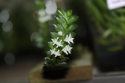 Microsaccus griffithii Orchid - Miniature Epiphyte - Mounted Bloom Size