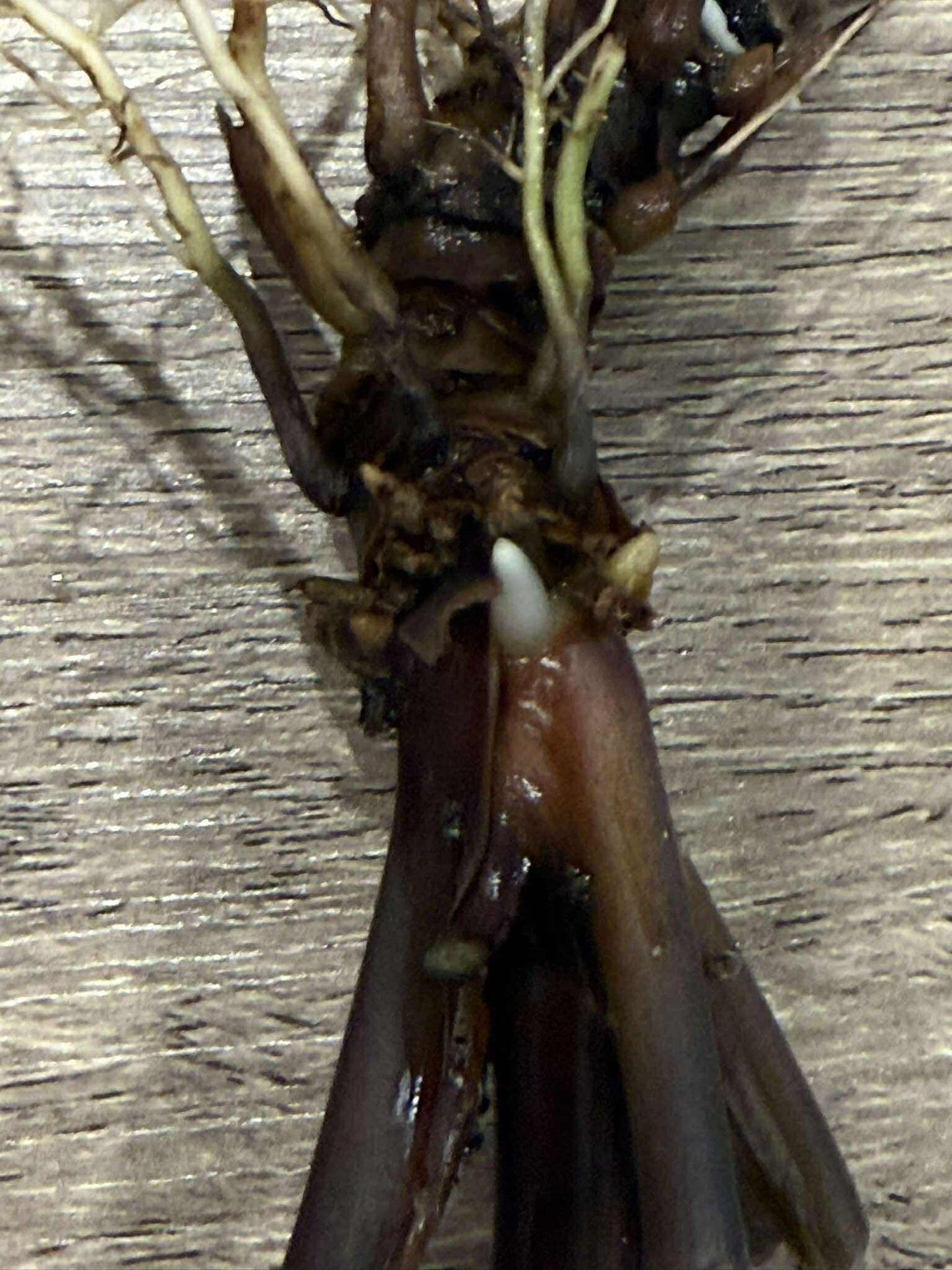 Black Bat Flower Rhizome Division: Tacca Chantrieri, Devil Flower