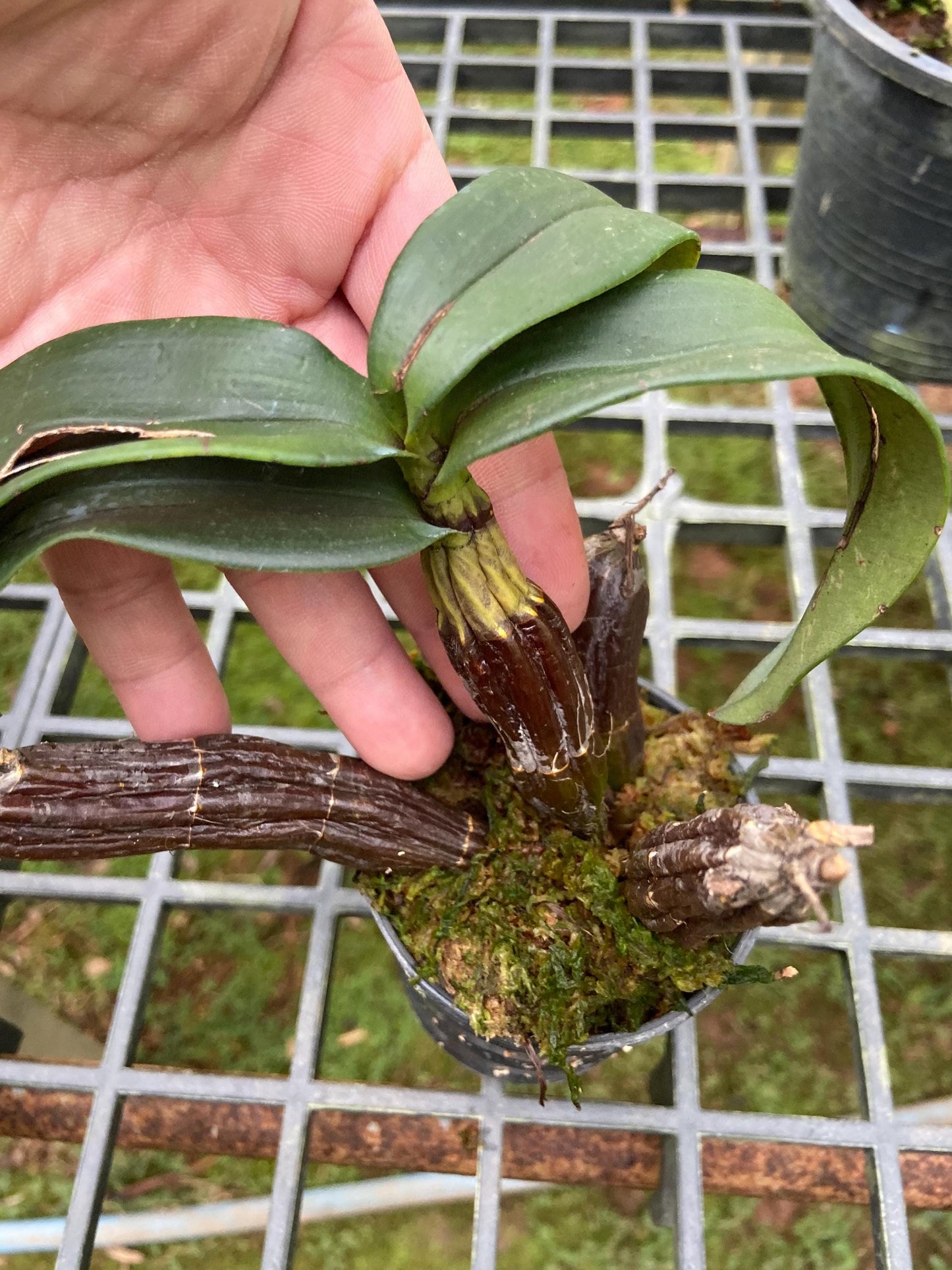 Dendrobium trigonopus 1 Plant orchid , Dendrobium