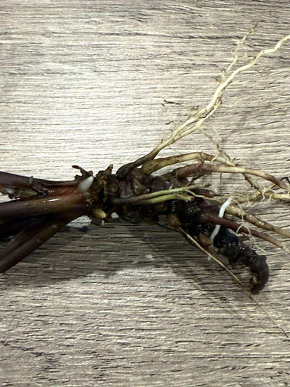 Black Bat Flower Rhizome Division: Tacca Chantrieri, Devil Flower