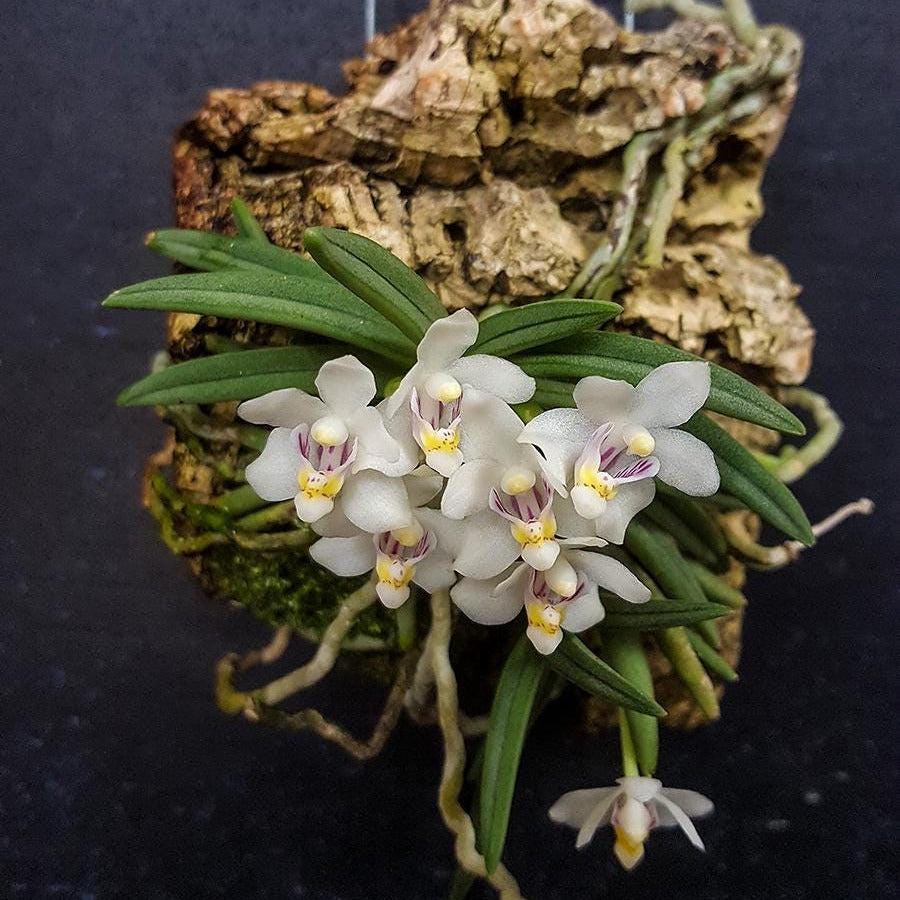 Pteroceras semiteretifolium Orchid Plant: Home Decor Collection