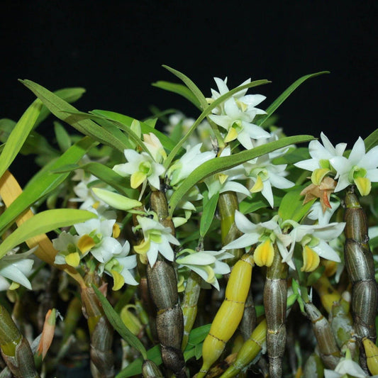 Dendrobium scabrilingue