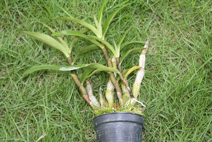 Dendrobium scabrilingue