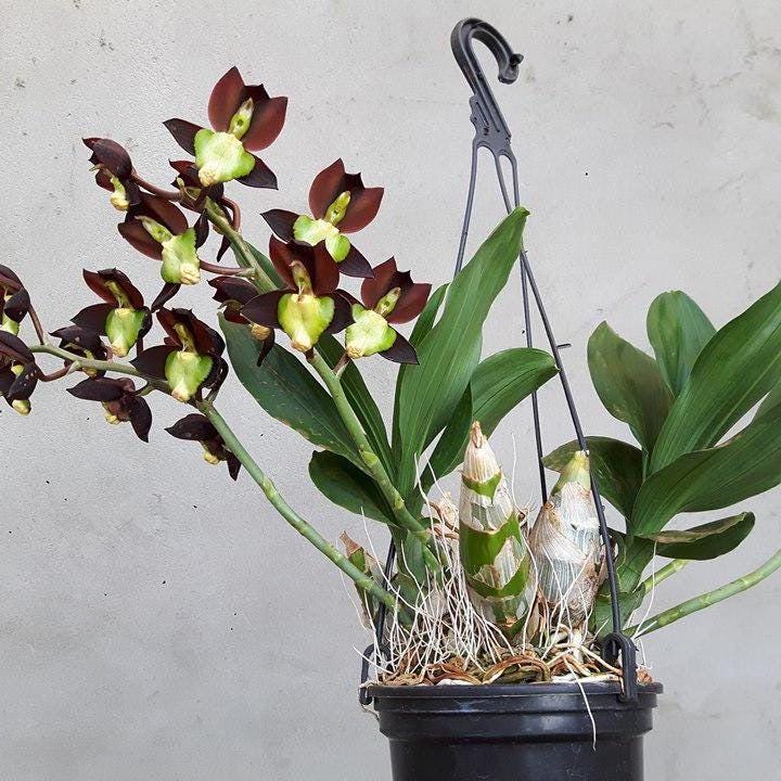 Catasetum tenebrosum 1 plant orchid for home and garden collection , decorate house