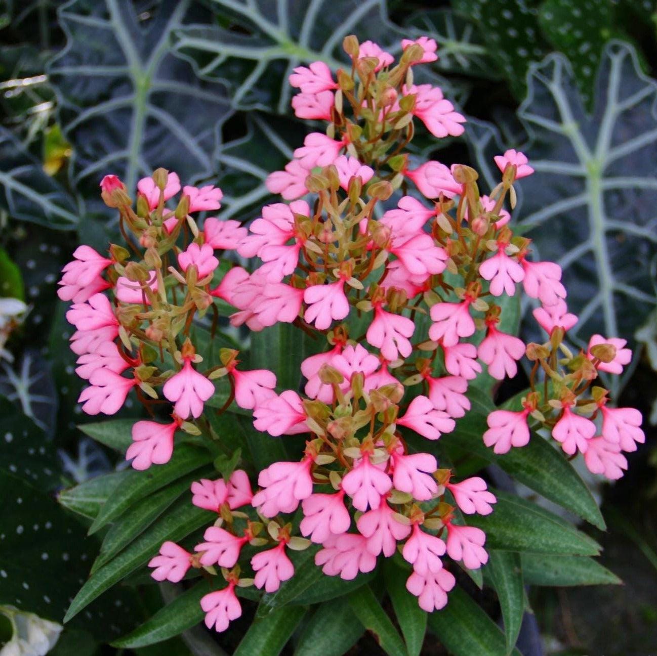 Habenaria rhodocheila (pink)