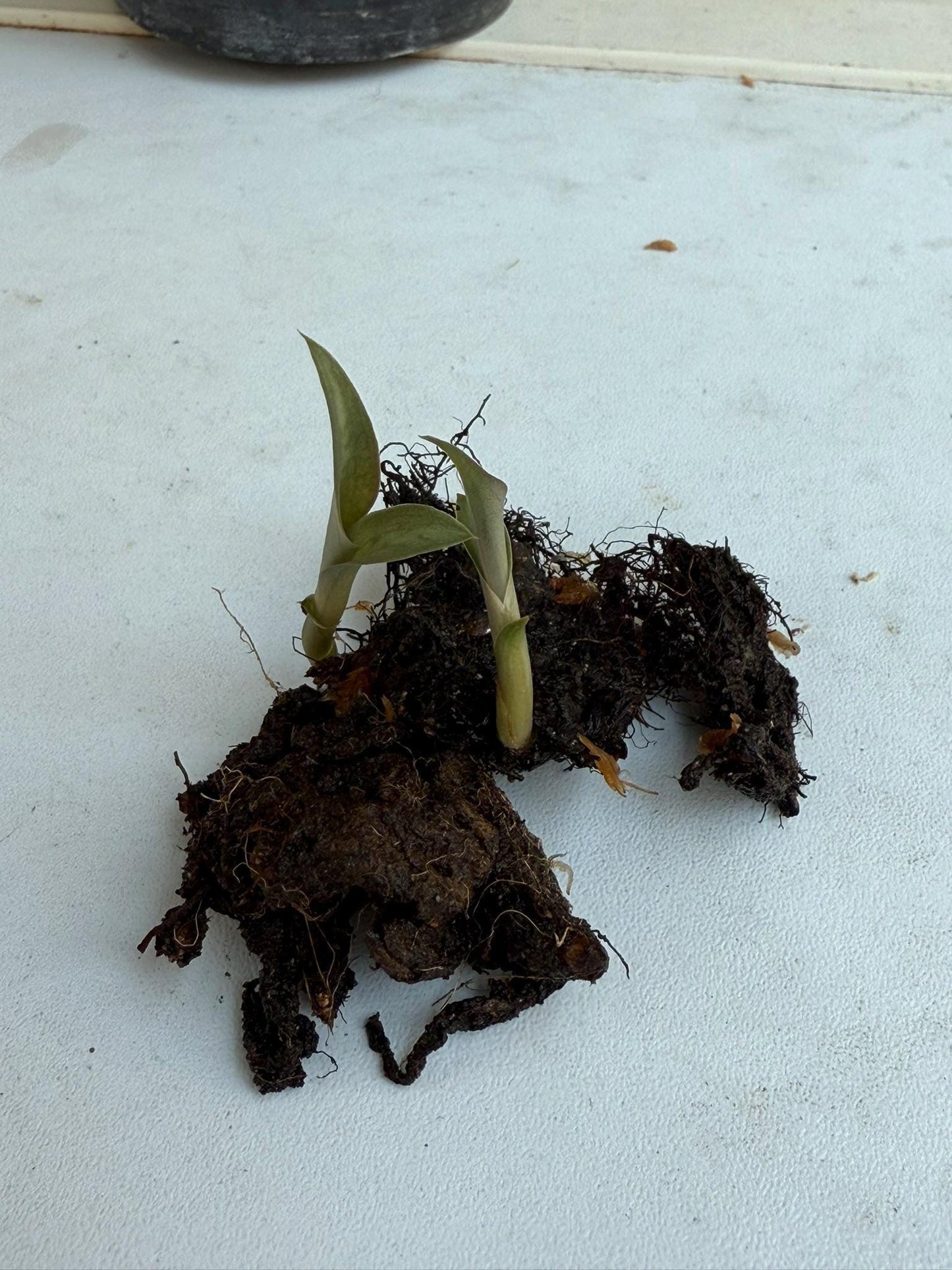 Habenaria rhodocheila (pink)