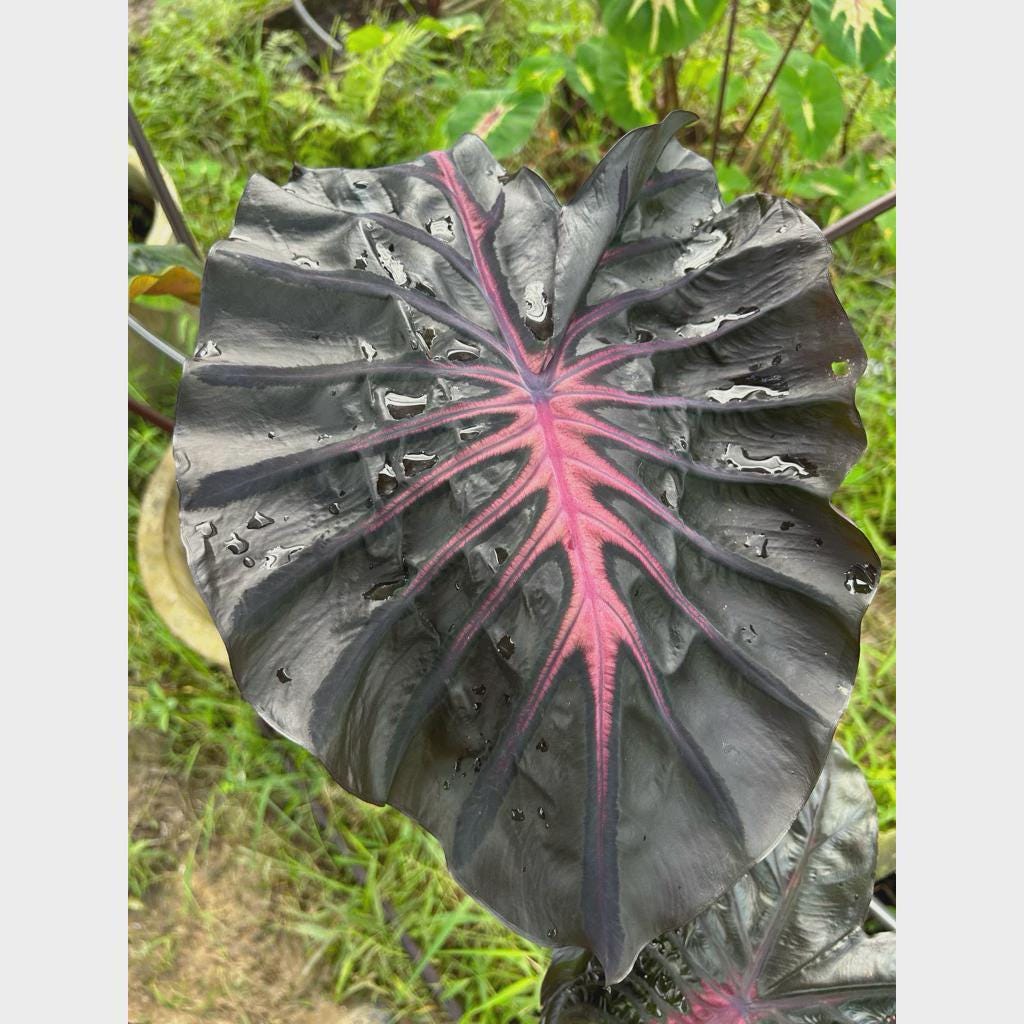 Colocasia Inferno Falls Tuber: New Hybrid Elephant Ear Bulb