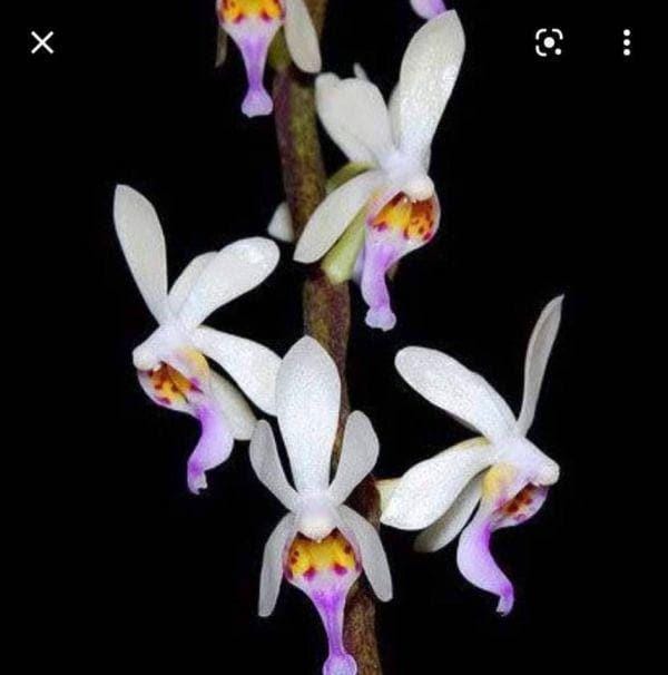 Diploprora truncata Miniature Orchid - Rare Air Root Orchid Plant