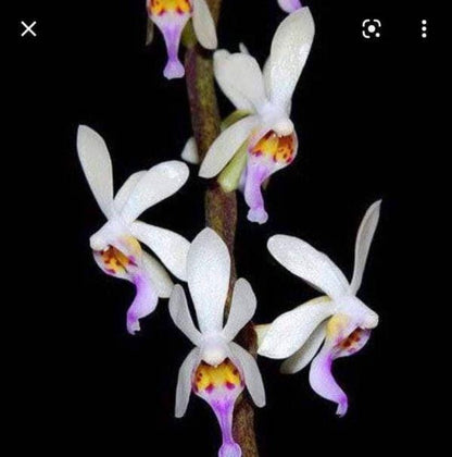 Diploprora truncata Miniature Orchid - Rare Air Root Orchid Plant
