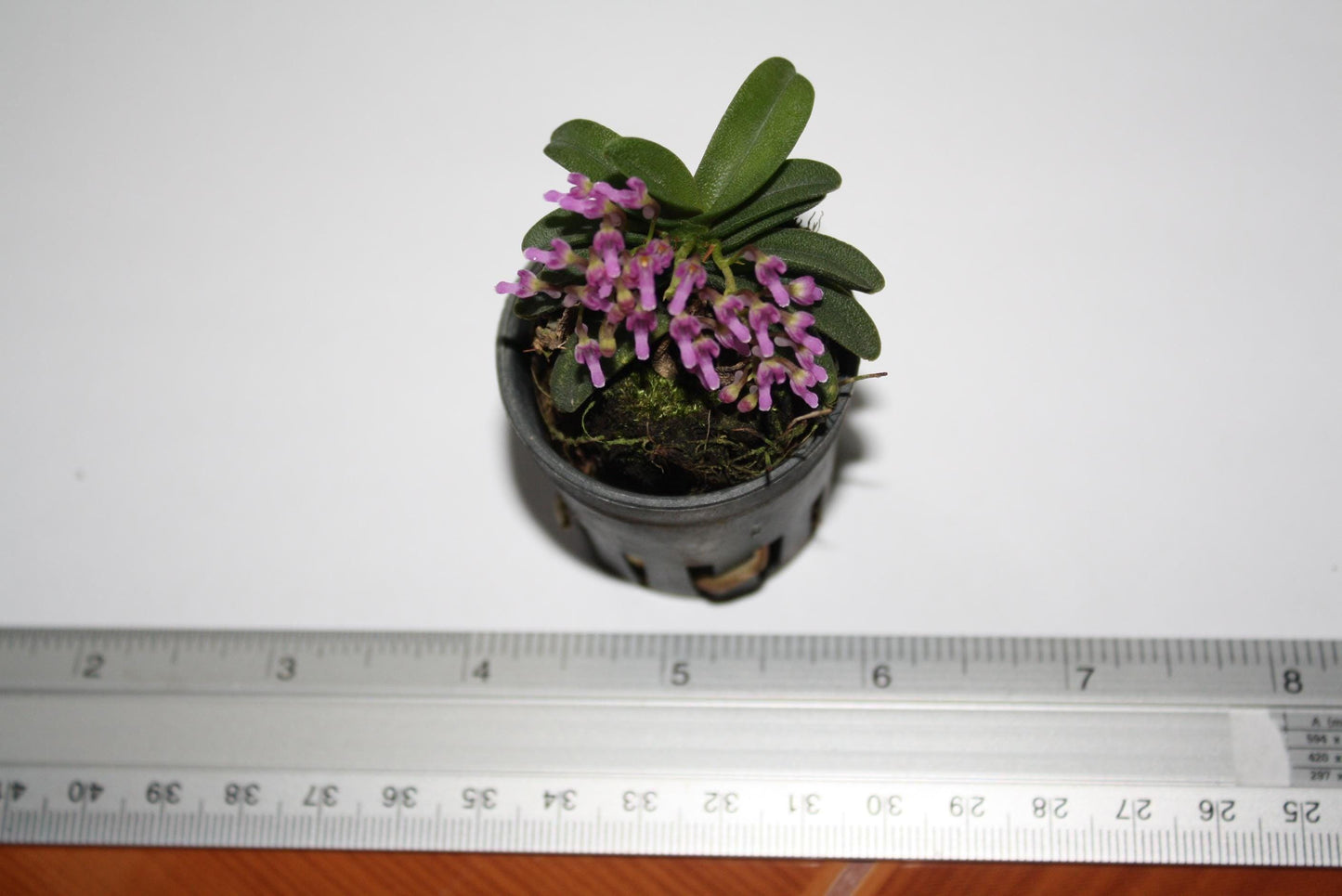 Schoenorchis fragrans Orchid Plant: Miniature Scented Orchid