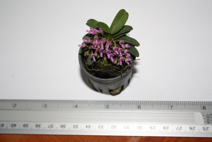 Schoenorchis fragrans Orchid Plant: Miniature Scented Orchid