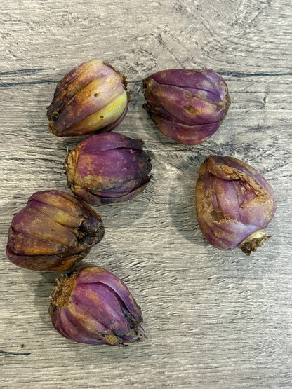 Lilium primulinum var. burmanica 1 bulb wild lilly