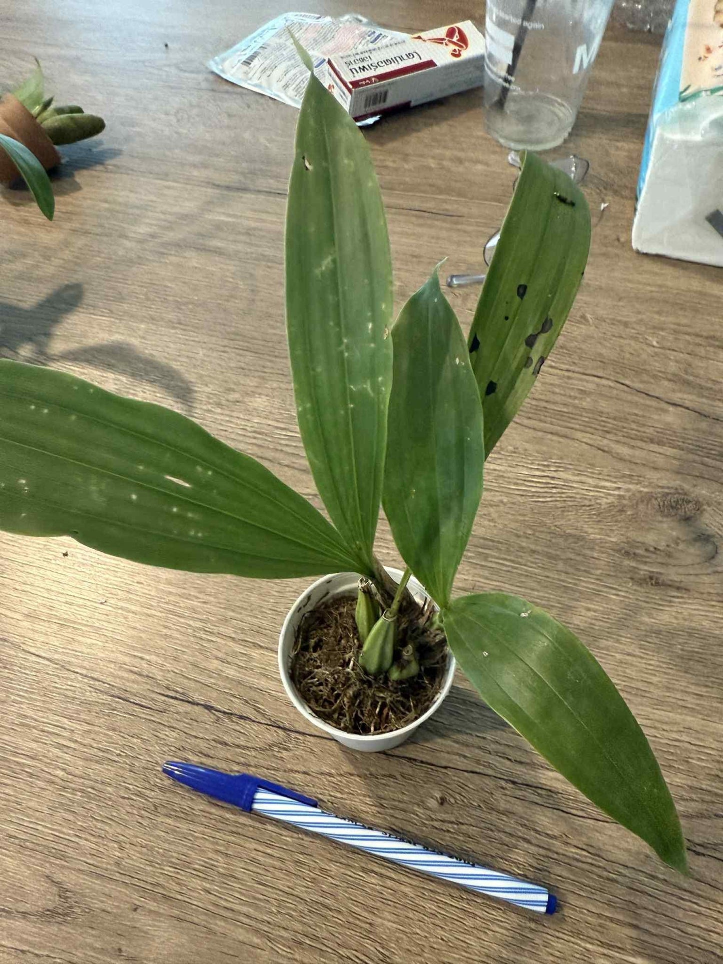 Gongora galeata 1 plant orchid plant