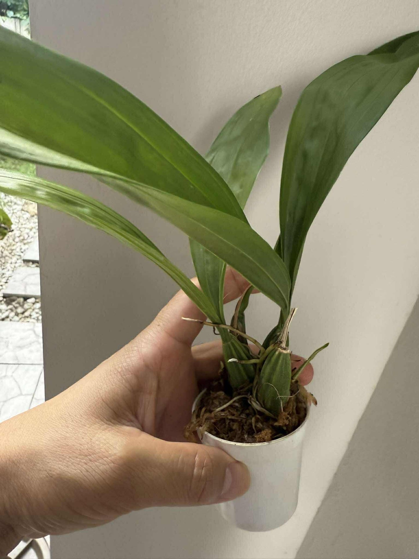 Coryanthes macrantha Orchid Plant: Garden Ready