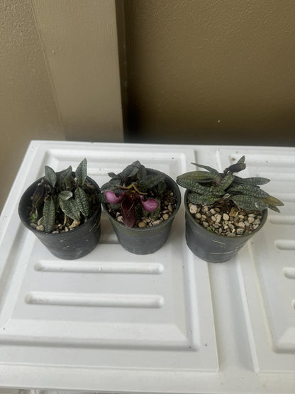 Paphiopedilum rungsuriyanum Orchid: Lady Slipper Home Garden Mini Terrarium Plant