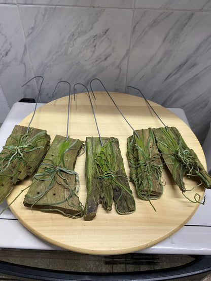 Chiloschista lunifera Orchid Plant: Leafless Orchid