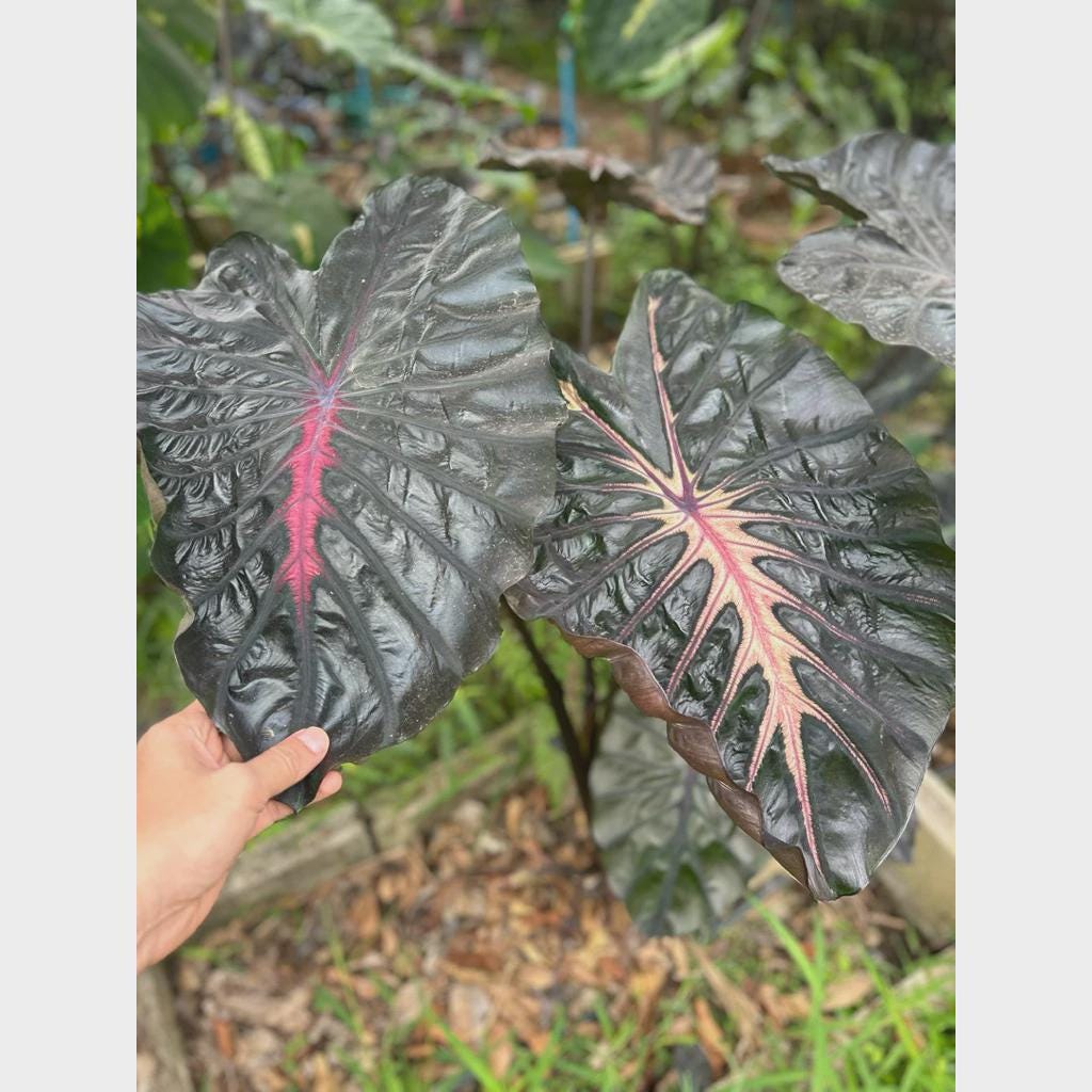 Colocasia Inferno Falls Tuber: New Hybrid Elephant Ear Bulb