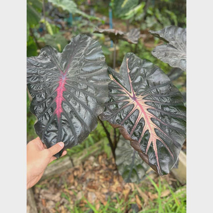 Colocasia Inferno Falls Tuber: New Hybrid Elephant Ear Bulb