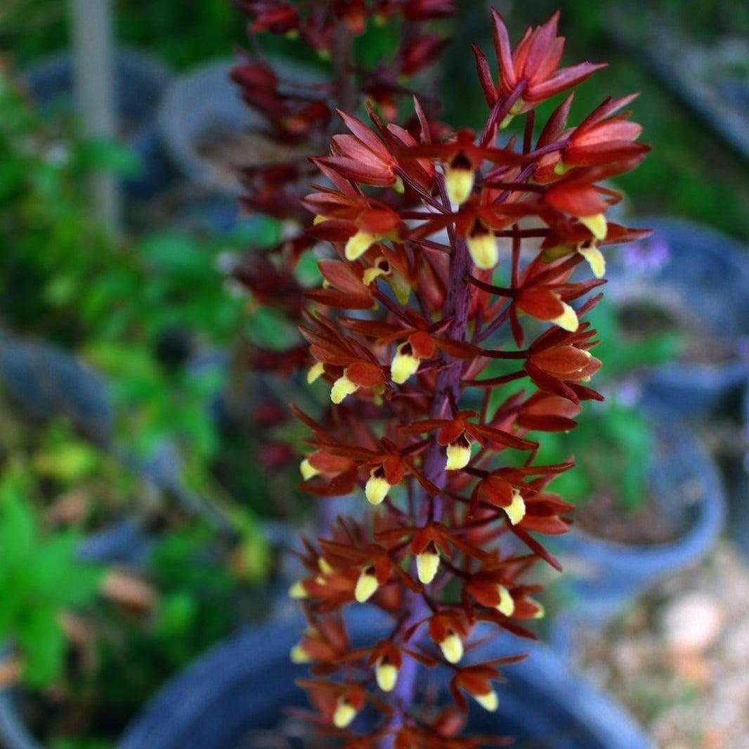 Eulophia Macrobulbon Orchid Bulbs: Terrestrial Ground Orchid