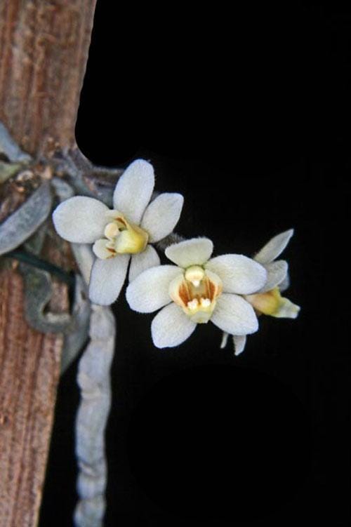 Orchid Chiloschista exuperei  1 plant  orchid collection leafless orchid asian ghost orchid