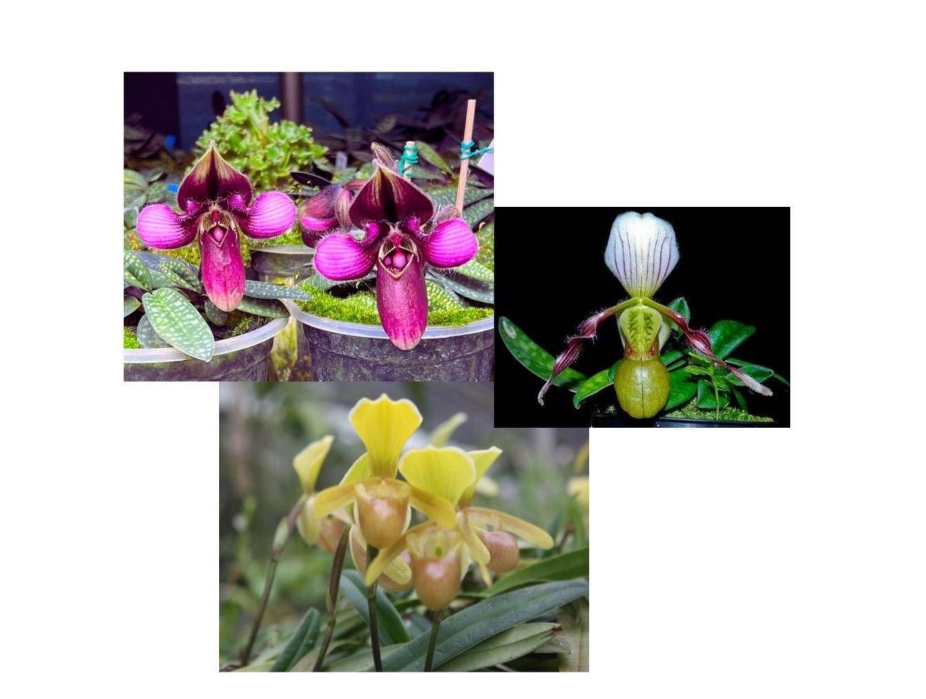 Orchid Paph.helenae|Paph.canhii|Paph.rungsuriyanum plant orchid collection for home garden decoration