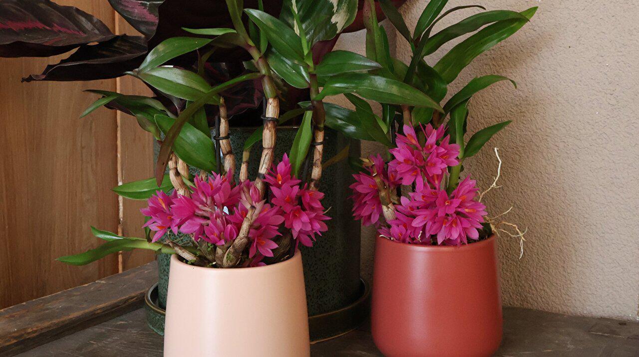 Orchid Dendrobium Hibiki 1 plant bloom size long flowering period