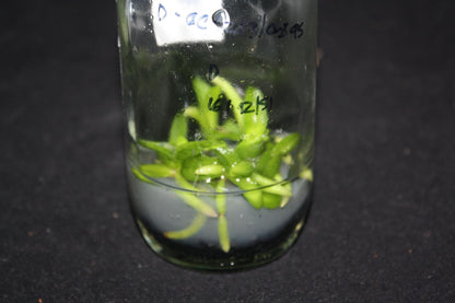 Schoenorchis fragrans Orchid Plant: Miniature Scented Orchid