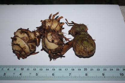 Eulophia Macrobulbon Orchid Bulbs: Terrestrial Ground Orchid