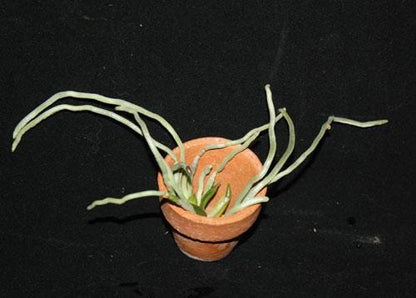 Orchid Chiloschista exuperei  1 plant  orchid collection leafless orchid asian ghost orchid