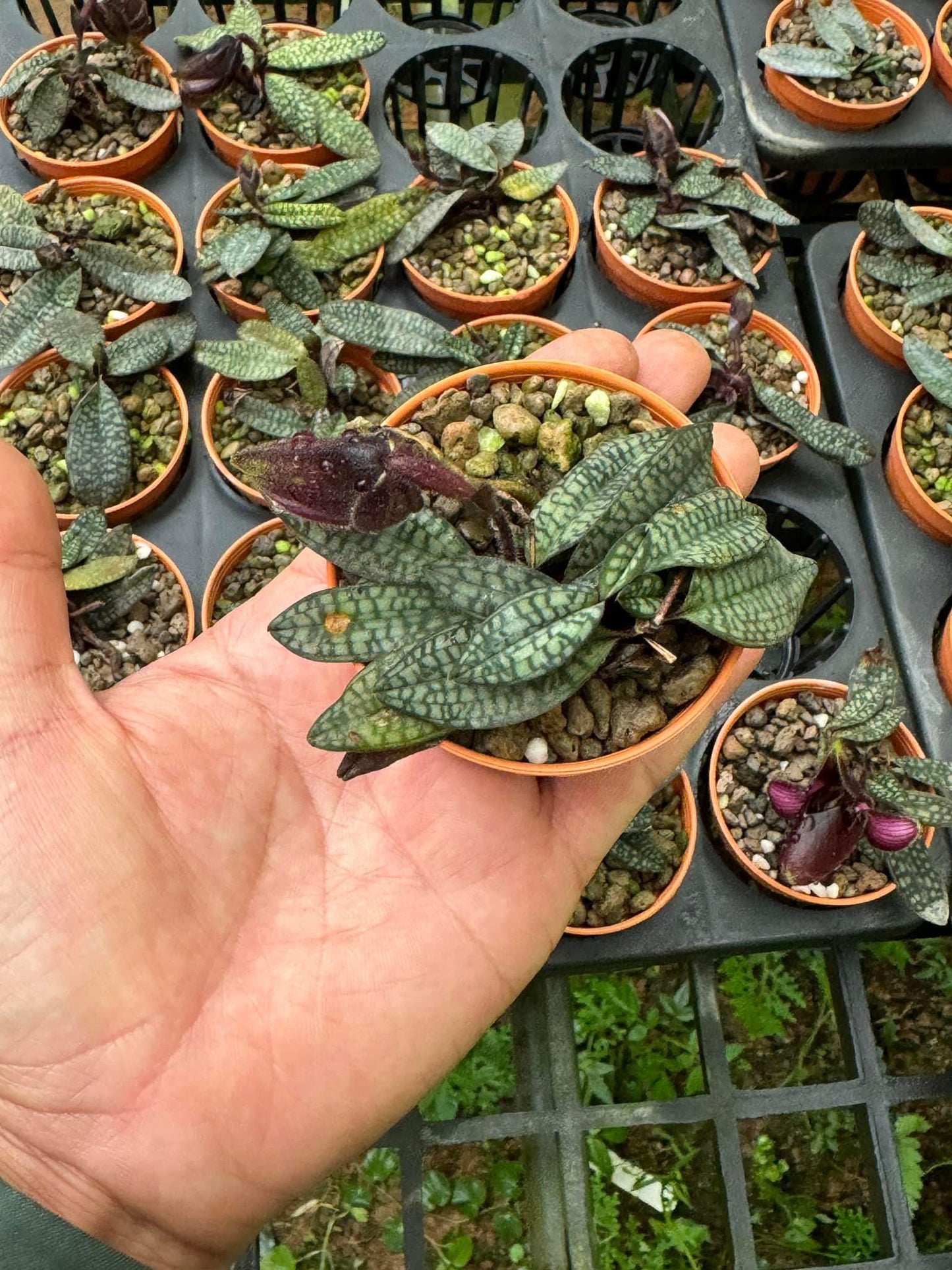 Paphiopedilum rungsuriyanum Orchid: Lady Slipper Home Garden Mini Terrarium Plant