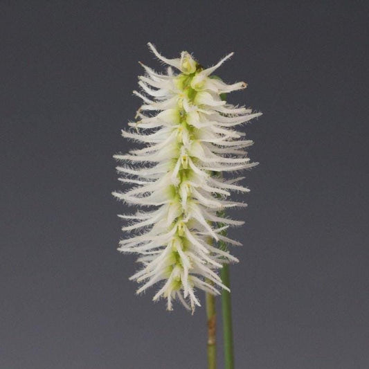 Bulbophyllum Comosum Orchid: Rare Exotic Orchid Plant