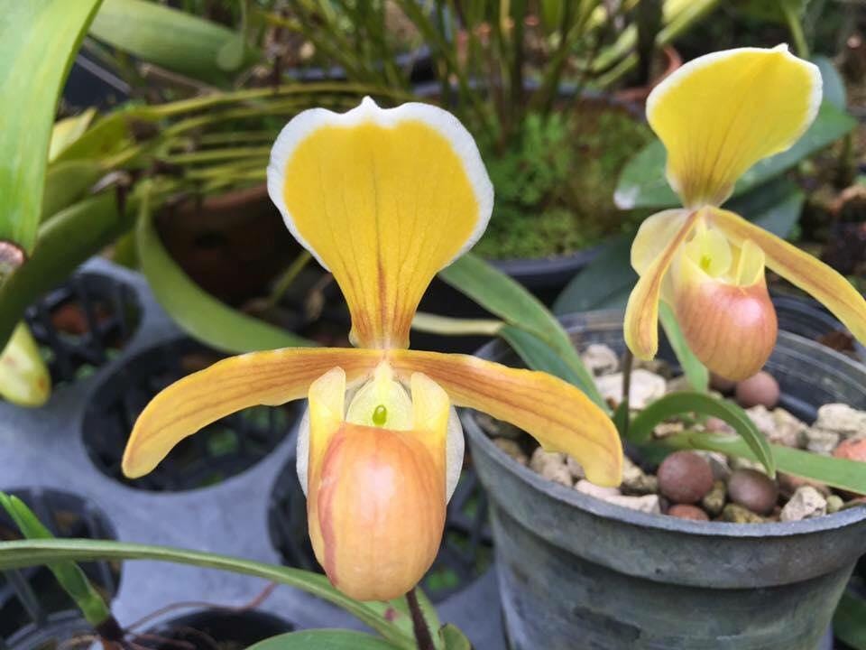 Orchid Paph.helenae|Paph.canhii|Paph.rungsuriyanum plant orchid collection for home garden decoration