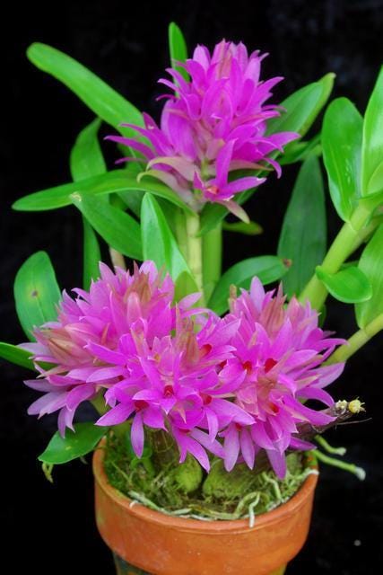 Orchid Dendrobium Hibiki 1 plant bloom size long flowering period