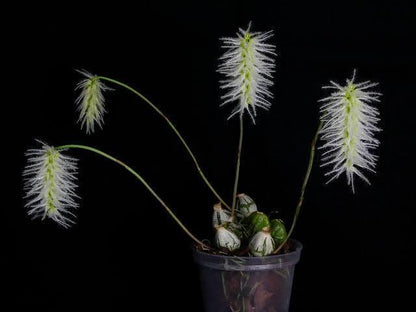 Bulbophyllum Comosum Orchid: Rare Exotic Orchid Plant