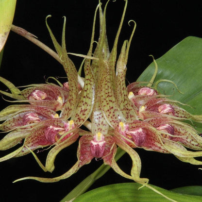 Bulbophyllum ericssonii 'Maximum Exposure'(Bulb. virescens) 1 Plant Orchid