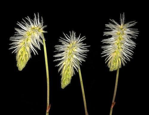 Bulbophyllum Comosum Orchid: Rare Exotic Orchid Plant