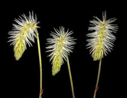 Bulbophyllum Comosum Orchid: Rare Exotic Orchid Plant