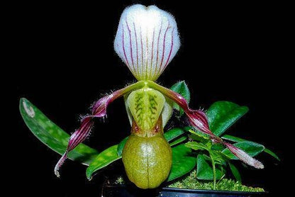 Orchid Paph.helenae|Paph.canhii|Paph.rungsuriyanum plant orchid collection for home garden decoration