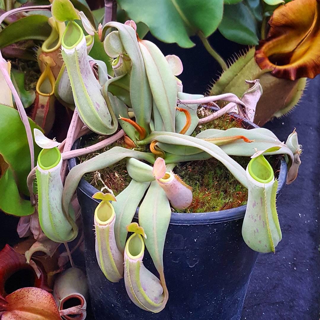 Rare Nepenthes albomarginata: Tropical Pitcher Plant