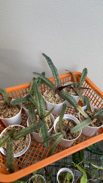 Paphiopedilum myanmaricum 1 plant orchid collection for home garden decoration