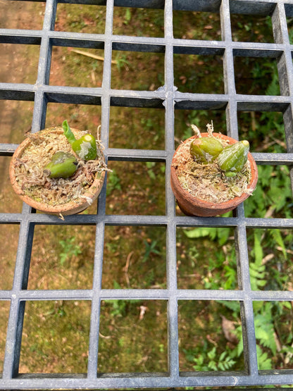 Bulbophyllum Comosum Orchid: Rare Exotic Orchid Plant