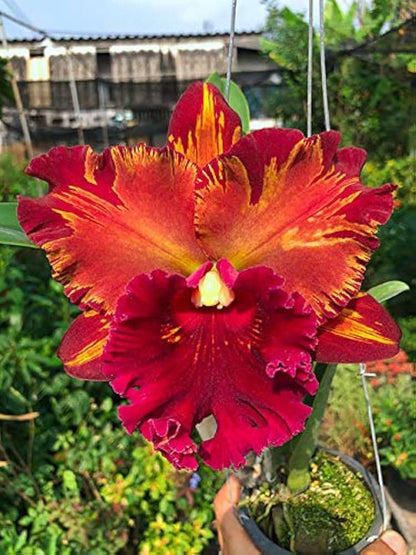 Cattleya (Rlc.) Hey Song Flame Dance (Flower Size) 1 plant  Cattleya orchid plant for home garden collection