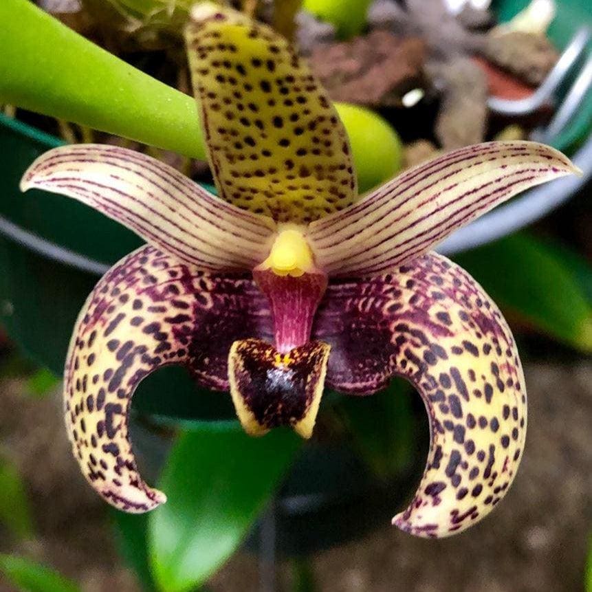 Bulbophyllum sumatranum Orchid Plant