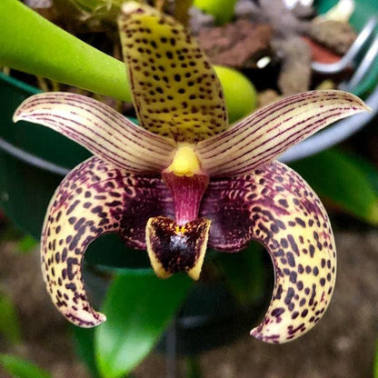 Bulbophyllum sumatranum Orchid Plant