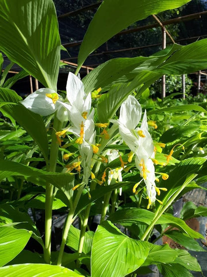 White Globba Winitii 3 Rhizome|Tuber Ground Plant,Zingiberaceae,Tropical Flora