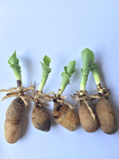 Fragrant White Pecteilis Susannae Orchid Tuber Plant